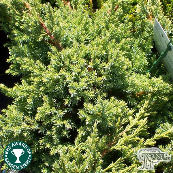Buy Juniperus squamata 'Holger' online from Jacksons Nurseries